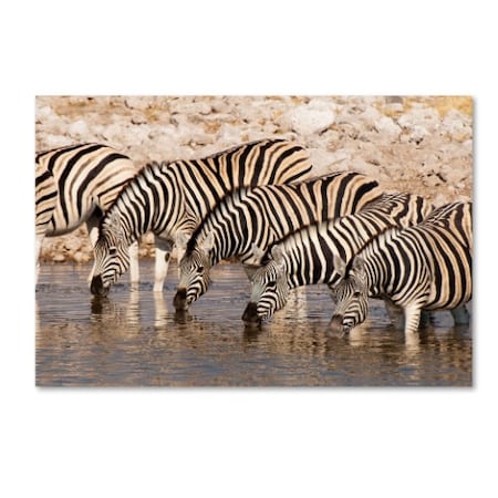 Robert Harding Picture Library 'Zebras 1' Canvas Art,16x24